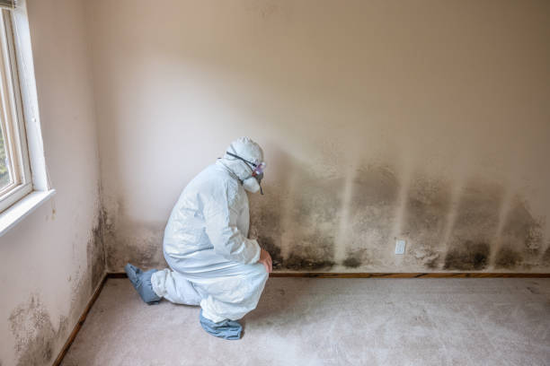 Why You Should Choose Our Mold Remediation Services in Avonia, PA